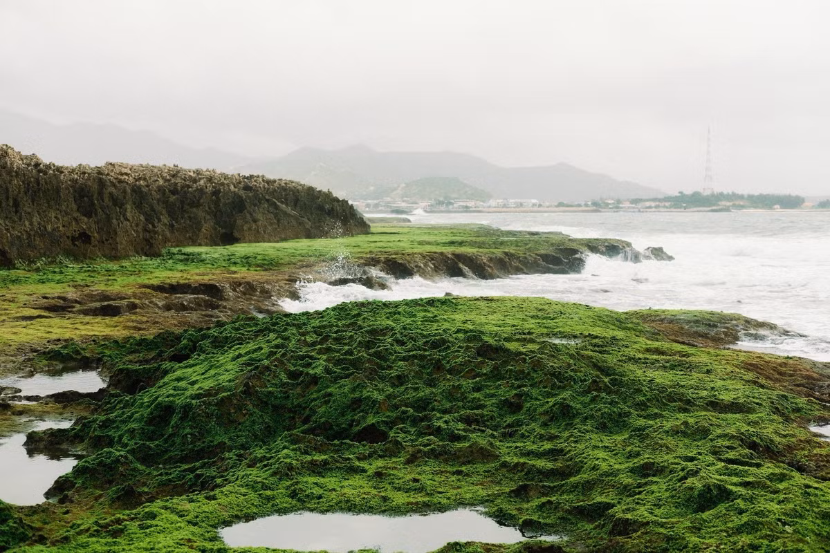 Không cần đến những bãi biển đông đúc hay khu du lịch sầm uất, Hòn Đỏ gây ấn tượng với du khách bằng vẻ đẹp nguyên sơ hiếm có: những rạn san hô cổ đại nằm ngay trên mặt đất, phủ rêu xanh mướt mỗi độ cuối năm, tạo nên khung cảnh tựa một bức tranh thủy mặc giữa miền nắng gió. Ảnh Hải Trình
