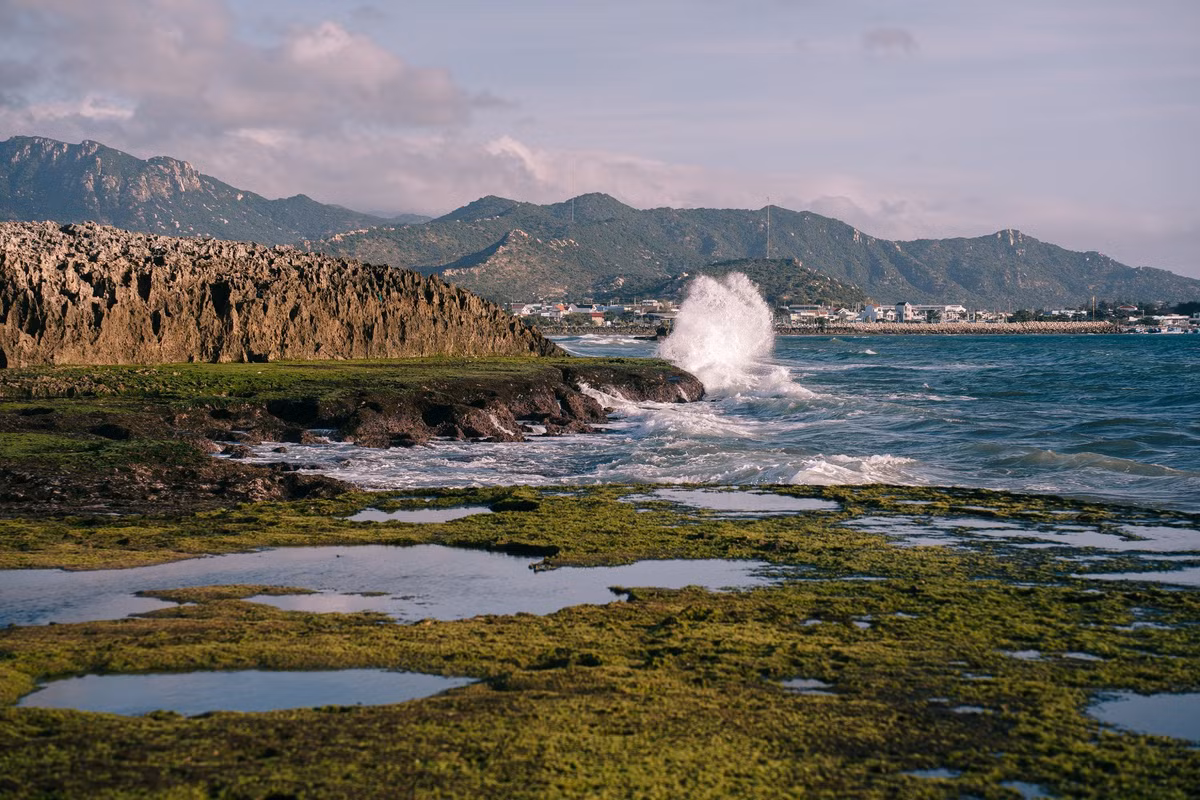 Để chiêm ngưỡng trọn vẹn vẻ đẹp bãi rêu, du khách nên theo dõi lịch thủy triều và ưu tiên ghé thăm vào sáng sớm. Việc di chuyển trên bãi đá cần cẩn thận do bề mặt trơn trượt, đồng thời hạn chế giẫm đạp lên rêu và sinh vật biển nhằm bảo vệ cảnh quan tự nhiên. Ảnh Lương Phong