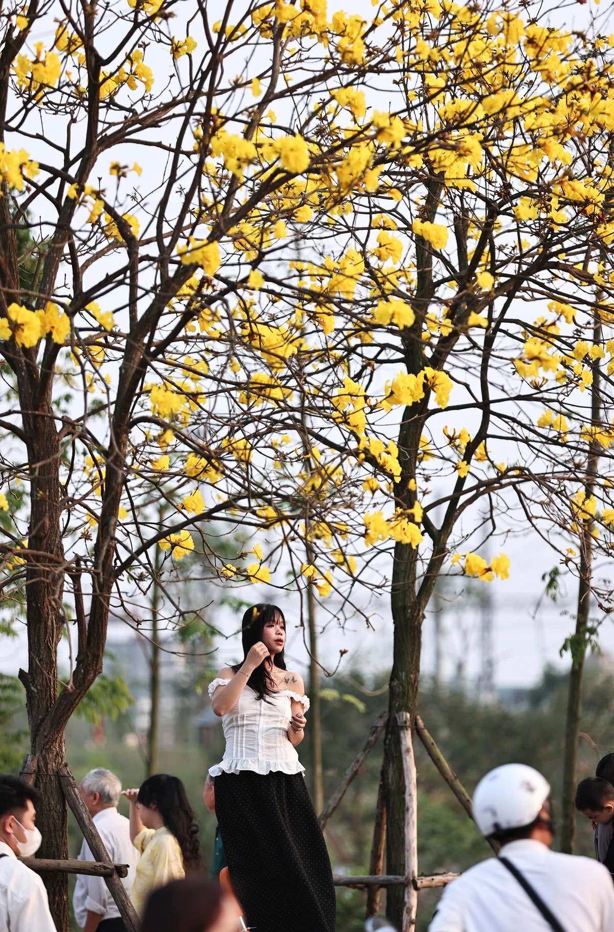 Để có góc chụp độc đáo hơn, một số bạn trẻ mang theo thang gấp cao khoảng 1–1,5 m. Chiếc thang được dựng sát gốc cây để người chụp có thể đứng ngang tầm tán hoa, dễ dàng bắt trọn khung cảnh những chùm phong linh nở dày ở tầng cao nơi màu vàng hiện lên rực rỡ nhất trong khung hình.
