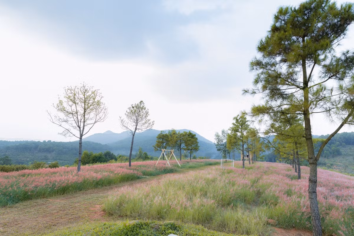 Không cần đi xa đến Lâm Đồng hay Gia Lai, du khách ở Hà Nội vẫn có thể tận hưởng khung cảnh mộng mơ như trong tranh khi đến đồi cỏ hồng Hải Phòng điểm check-in đang “gây sốt” mỗi mùa cuối năm. Ảnh Quang Nguyễn