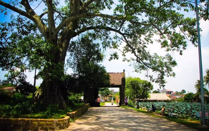 Chỉ cách Hà Nội khoảng 44 km, làng cổ Đường Lâm (thị xã Sơn Tây) là lựa chọn lý tưởng cho những ai yêu vẻ đẹp truyền thống. Với những ngôi nhà mái ngói rêu phong, tường đá ong, cây đa giếng nước sân đình – nơi đây mang lại cảm giác bình yên, chậm rãi rất khác với không khí của đô thị. Ảnh MIA