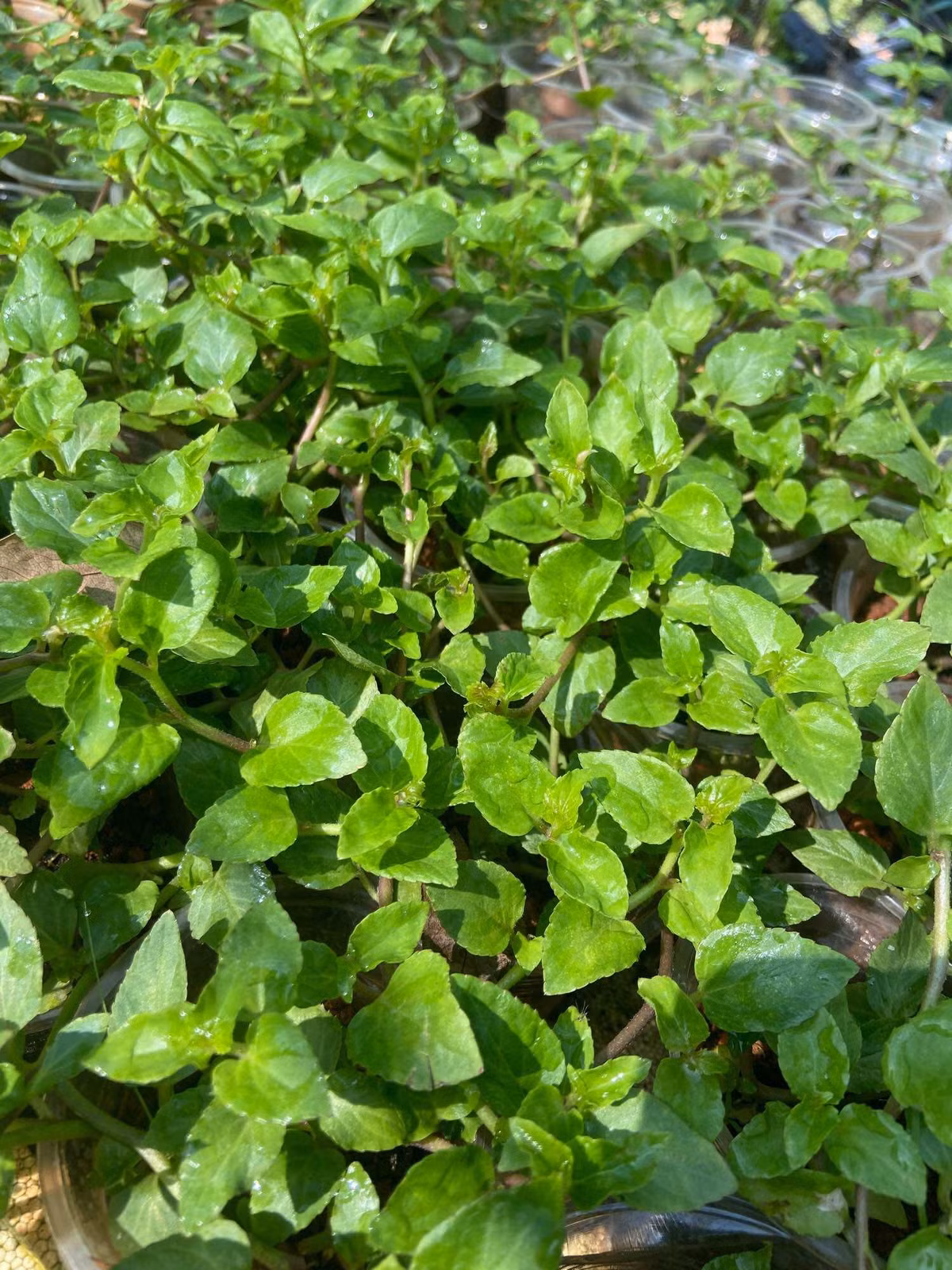 Trước đây, loại rau này chủ yếu xuất hiện trong bữa cơm dân dã của người dân bản địa, thường được chế biến đơn giản như luộc, nấu canh hoặc xào tỏi. Tuy nhiên, chính hương vị mộc mạc ấy lại trở thành điểm nhấn khiến nhiều du khách tò mò, từ đó dần được biết đến rộng rãi hơn. Ảnh Internet