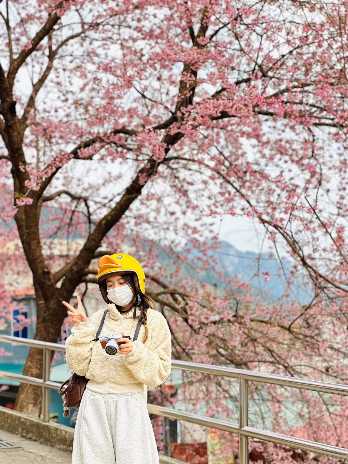 Lễ hội hoa mai anh đào Lũng Cú dự kiến khai mạc ngày 3/1/2026, hứa hẹn mang đến các hoạt động văn hóa – nghệ thuật đặc sắc, đưa vẻ đẹp mùa xuân biên cương đến gần hơn với du khách trong và ngoài nước. Với cảnh sắc nên thơ và giá trị văn hóa đặc trưng, Lũng Cú đang dần trở thành biểu tượng du lịch mới của Tuyên Quang. Ảnh