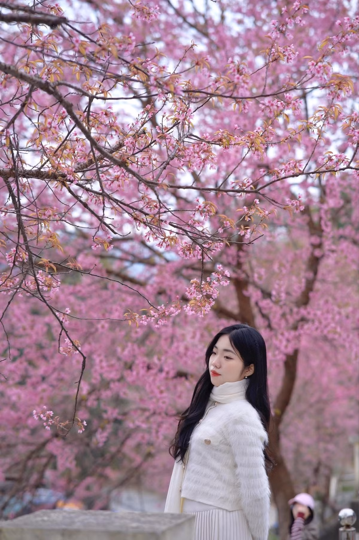 Một chuyến ghé thăm nơi này trong những ngày cuối năm hứa hẹn mang đến trải nghiệm mùa xuân độc đáo và những khoảnh khắc check-in khó quên, để lại ấn tượng sâu sắc với bất kỳ ai đặt chân đến mảnh đất cực Bắc Tổ quốc. Ảnh Internet