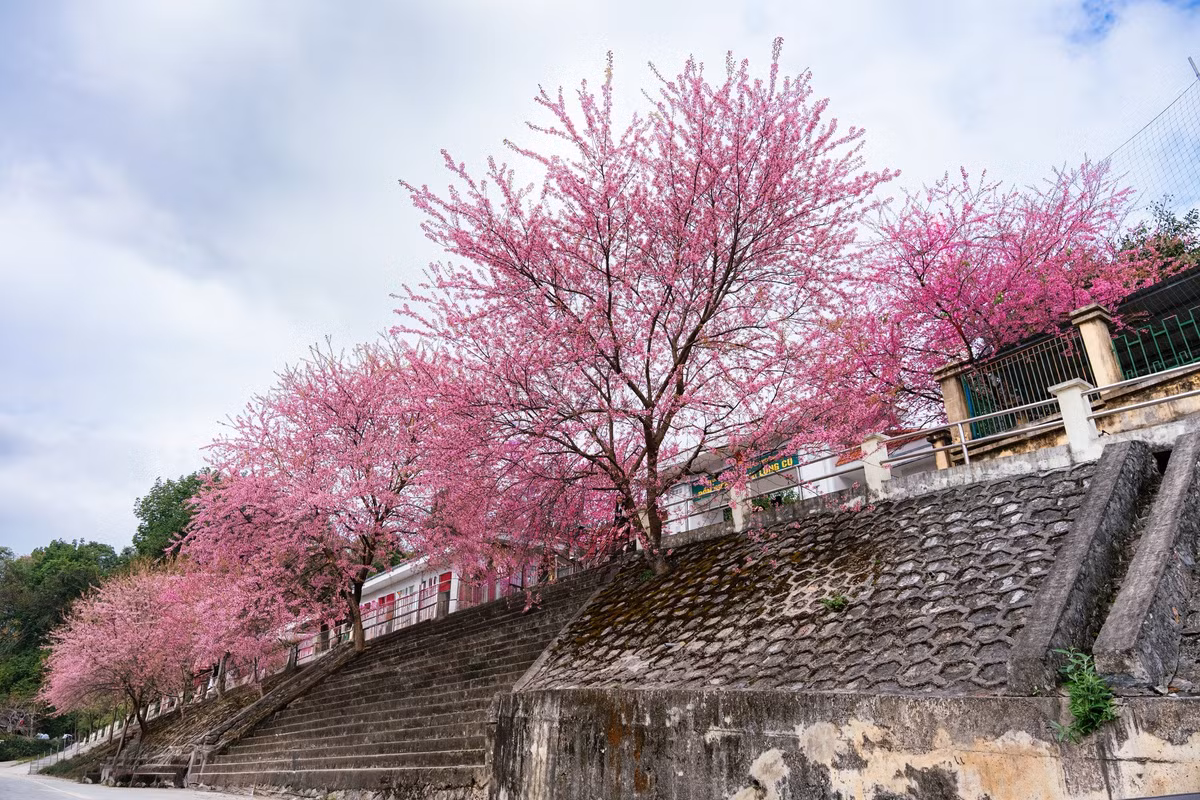 Những ngày cuối tháng 12, Đồn Biên phòng Lũng Cú, mảnh đất biên cương cực Bắc Tổ quốc, khoác lên mình tấm áo hồng rực rỡ của mai anh đào. Dọc theo lối vào đồn, từ cổng chính đến các tuyến đường quanh khu vực, những tán hoa nở dày đặc tạo nên không gian vừa thơ mộng vừa tràn đầy sức sống giữa sương núi lạnh giá. Ảnh Sùng Mí Súa