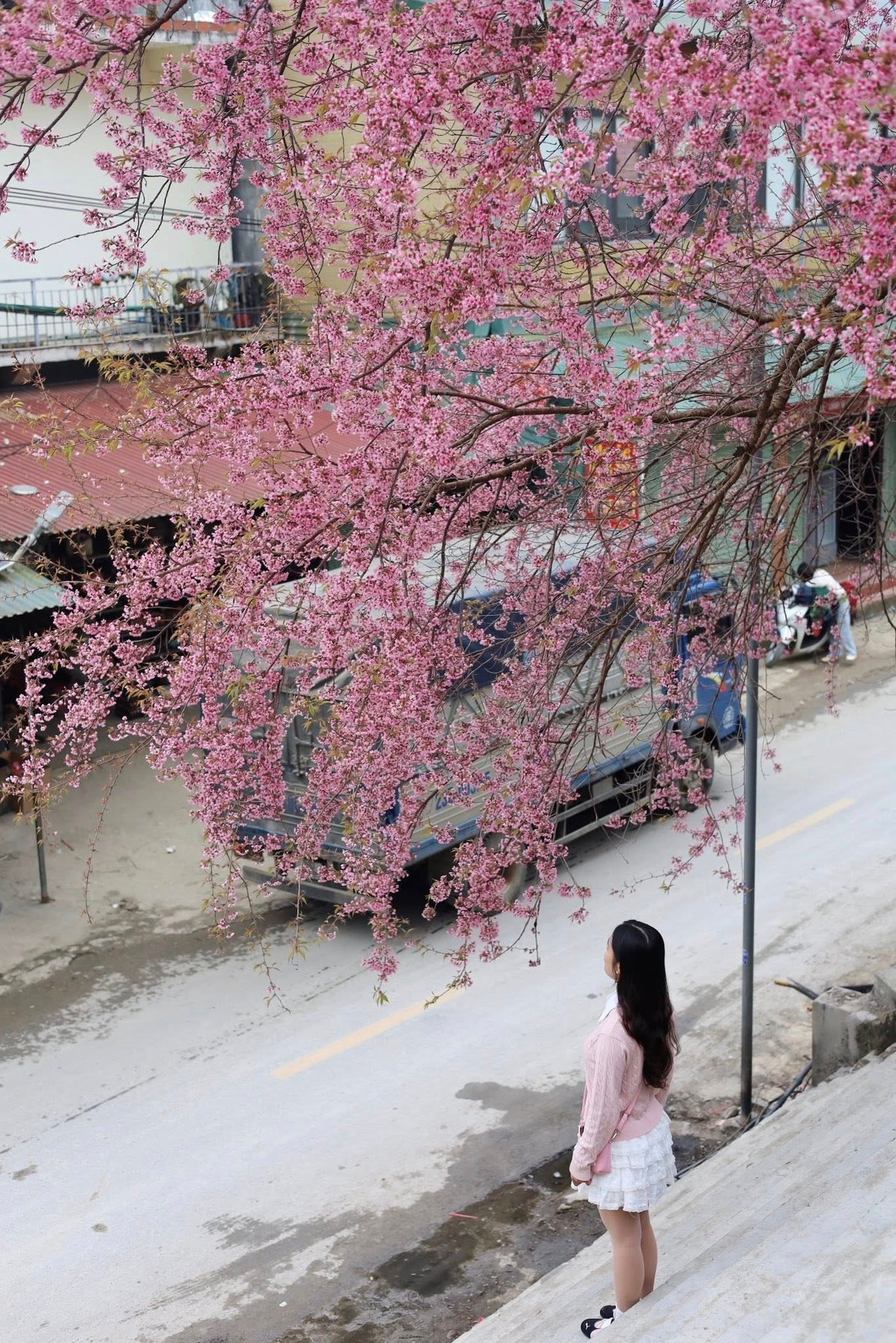 Mỗi mùa mai anh đào nở, Lũng Cú không chỉ thu hút du khách gần xa mà còn trở thành biểu tượng cho vẻ đẹp vừa hùng vĩ vừa dịu dàng của vùng biên cương. Ảnh Đỗ Tú Anh