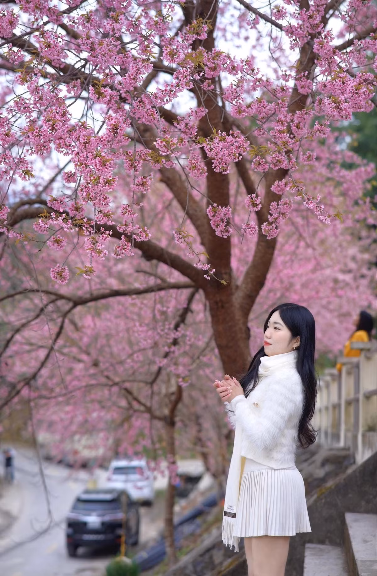 Dọc theo đường quanh khu vực đồn, sắc hồng của mai anh đào tạo thành một "con đường hoa" dài, mang đến không gian thư giãn yên bình cho cả người lớn và trẻ nhỏ. Sự kết hợp giữa vẻ uy nghiêm của đồn biên phòng và sắc hồng dịu dàng của hoa tạo nên một điểm nhấn đặc biệt khó quên. Ảnh Internet