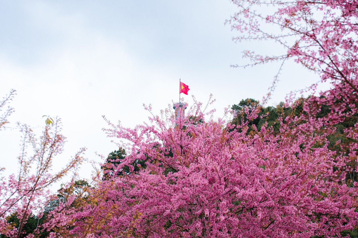 Hàng mai anh đào đồng loạt khoe sắc hồng phớt, nhẹ nhàng nhưng cuốn hút, trở thành điểm nhấn thu hút dòng người từ sáng sớm đến chiều muộn. Ảnh Sùng Mí Súa