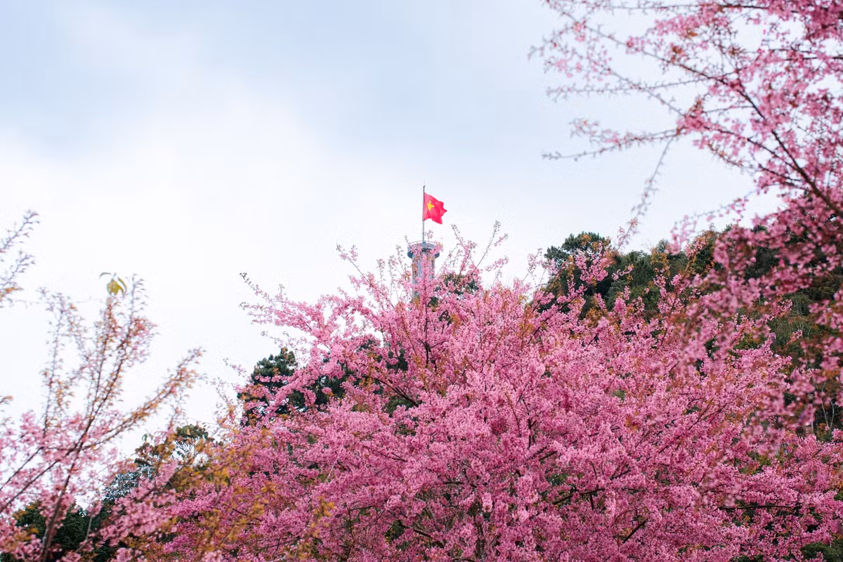 Hàng mai anh đào đồng loạt khoe sắc hồng phớt, nhẹ nhàng nhưng cuốn hút, trở thành điểm nhấn thu hút dòng người từ sáng sớm đến chiều muộn. Ảnh Sùng Mí Súa