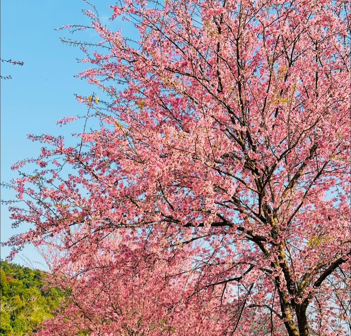 Những gốc cây với tán hoa thấp ngang tầm mắt giúp du khách dễ dàng ngắm nhìn và ghi lại những khoảnh khắc cận cảnh tuyệt đẹp. Không khí tại điểm check-in này luôn nhộn nhịp bởi các nhóm khách mang theo đạo cụ, trang phục mùa đông hoặc áo dài để lưu lại những bức hình mùa xuân độc đáo. Ảnh Lệ Nguyễn