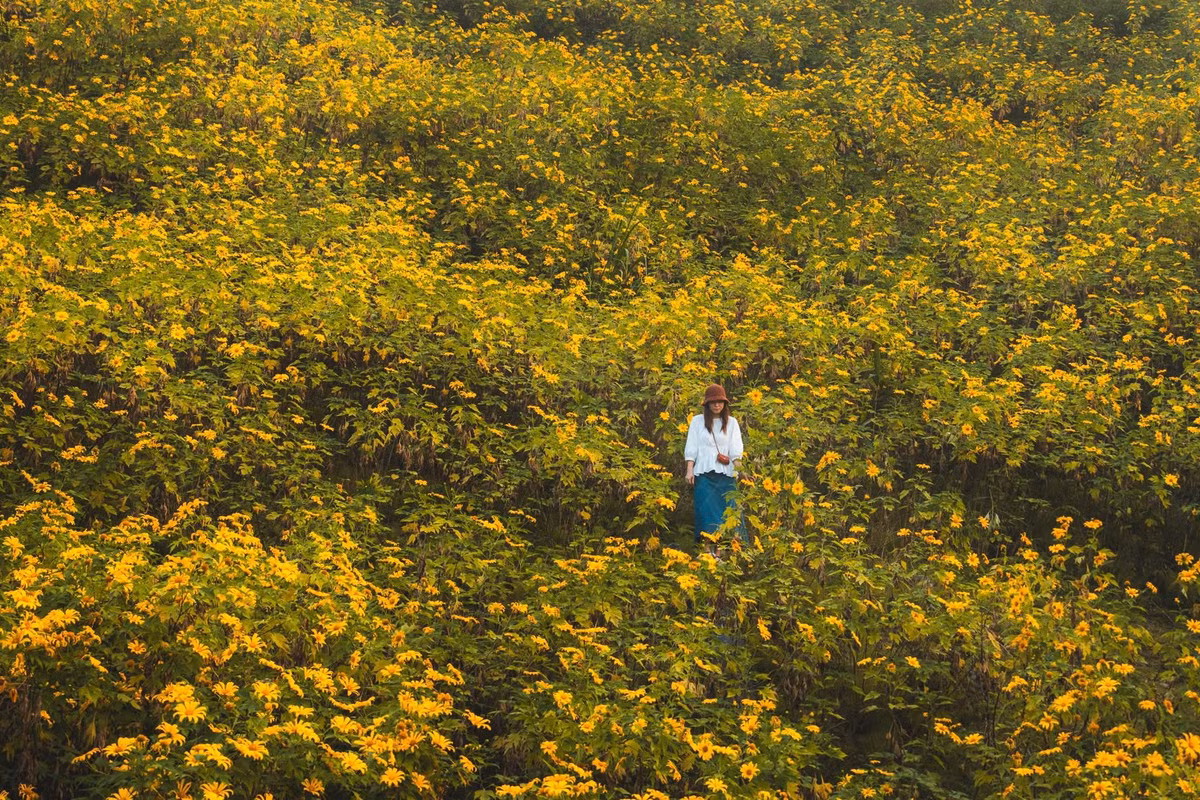 Tháng 11 cũng là thời điểm hoa dã quỳ nở rộ trên các ngọn đồi, sườn núi ở Vườn quốc gia Ba Vì, cách trung tâm Hà Nội khoảng 60 km. Hoa trồng dọc đường đi nhưng điểm tập trung nhiều hoa nhất là cốt 400 với rừng dã quỳ rộng tới 10 ha, có nhiều tuyến đi bộ cho khách tham quan. Mùa hoa dã quỳ ở đây kéo dài khoảng một tháng và đẹp nhất trong 2 tuần khi hoa rộ nở. Ảnh Nguyen Hong Nhat
