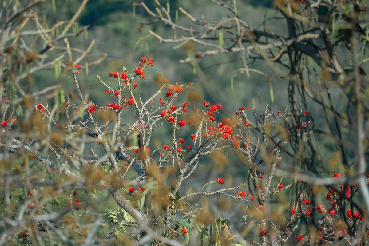 Theo người dân địa phương, nhiều cây vông nem trên núi Bà Đen đã tồn tại từ lâu, bám rễ vào các khe đá và phát triển tự nhiên qua nhiều năm. Sự thích nghi mạnh mẽ của loài cây này khiến nhiều du khách ấn tượng khi chứng kiến những tán hoa đỏ nở rực trên các vách núi khô cằn.