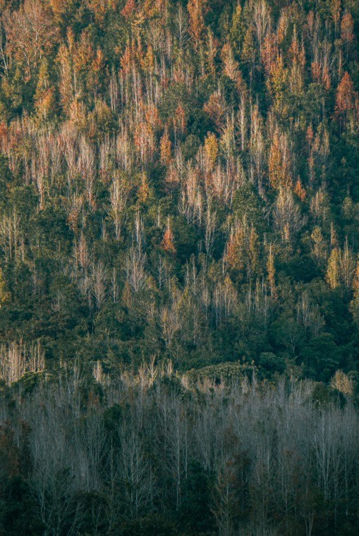 매년 붉은 단풍 시즌은 몇 주밖에 지속되지 않으므로 방문객은 아름다운 풍경을 놓치지 않으려면 늦가을을 선택해야 합니다.