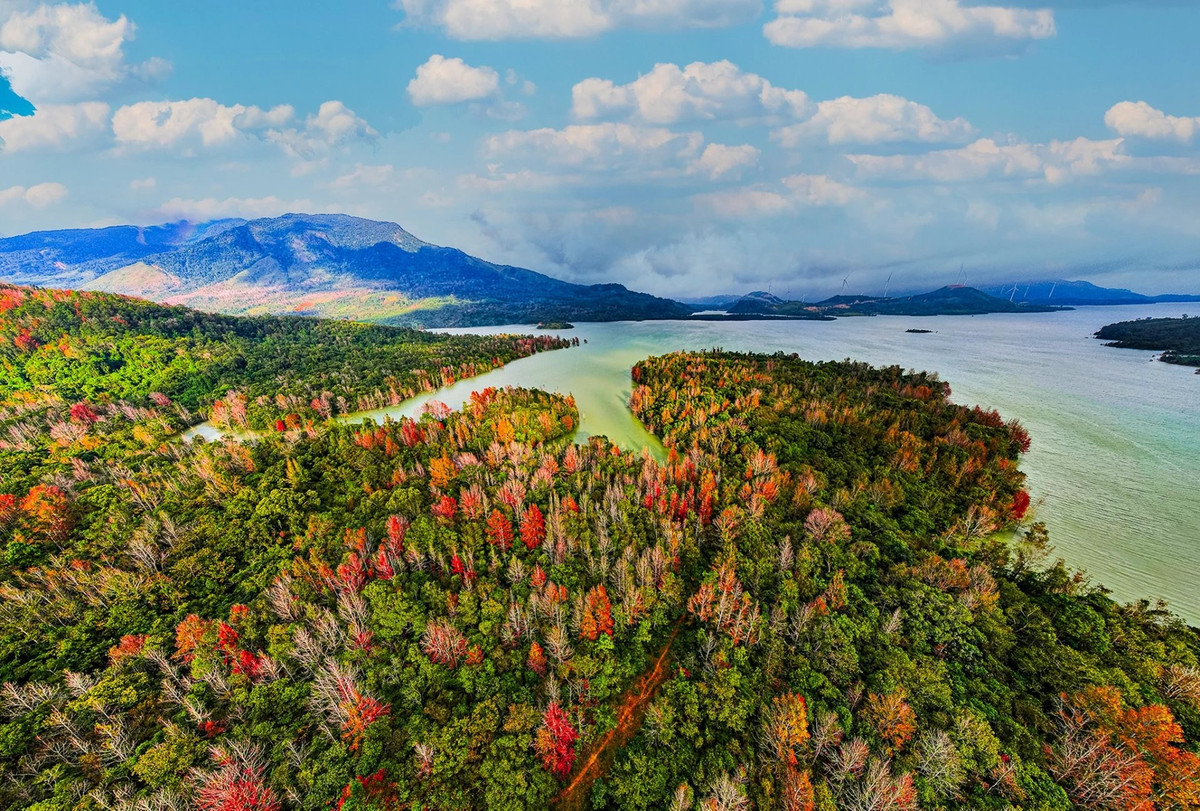 늦가을, 추위가 스치고 안개가 자욱할 때면 꽝찌성의 케산 숲과 흐엉풍 숲은 황금빛으로 물들어 붉은 단풍 시즌이 시작되었음을 알립니다. 사진: 꽝찌 신문