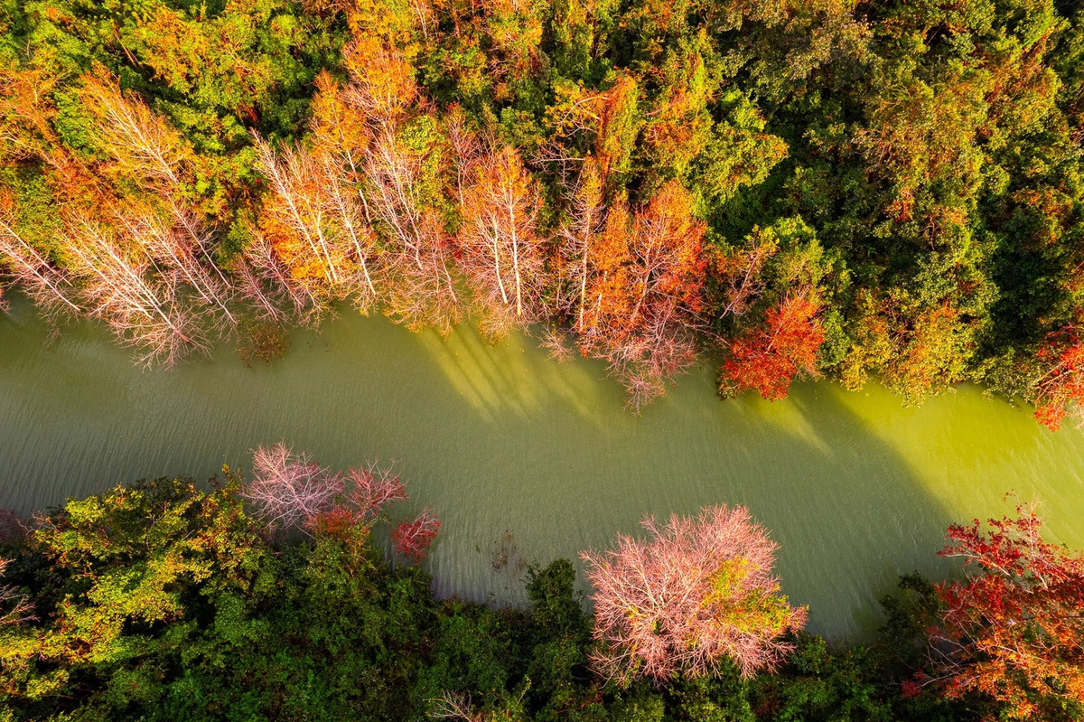 단풍나무는 추운 기후에서 자라는 목본 식물로, 해발 500m 이상의 고도에서 자라는 경우가 많습니다. 특히 고도가 높아질수록 잎이 더 붉어지며, 유럽의 단풍철처럼 진홍색 숲을 이룹니다. 사진: Duc Hieu