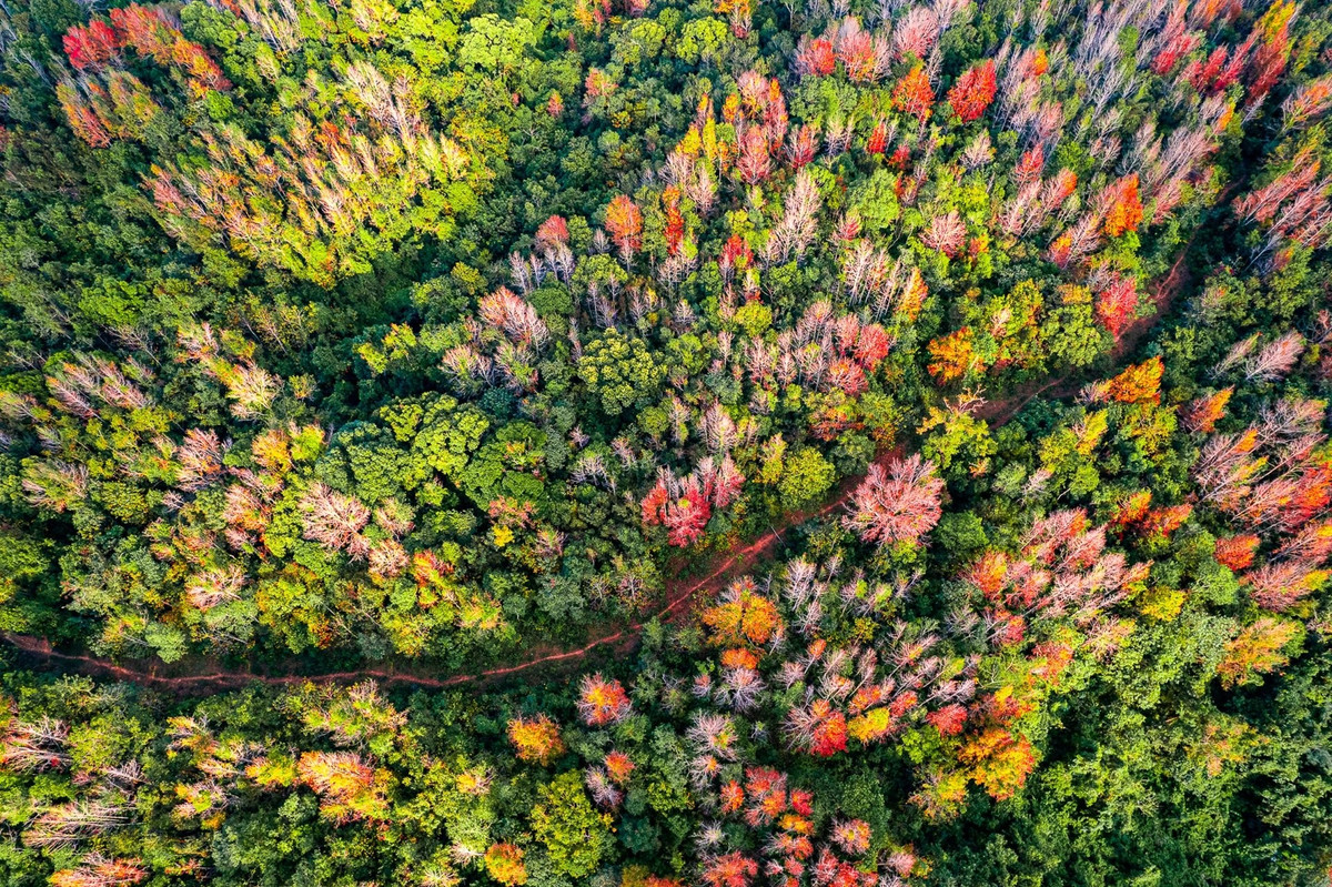 단풍나무, 즉 사우사우나무 또는 백란나무가 색을 바꾸는 시기로, '나뭇잎으로서의 사명'을 마치고 땅으로 돌아갈 준비를 하는 시기입니다. 사진: 광찌신문