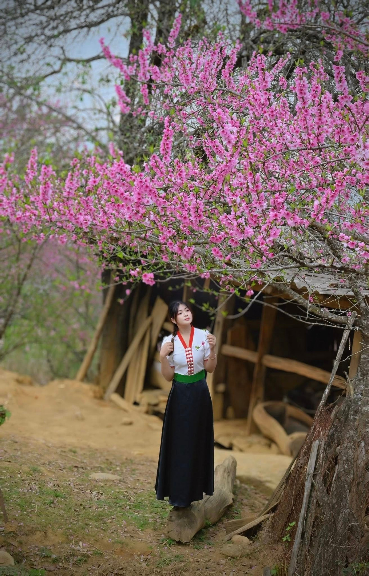 Giữa sắc hồng dịu dàng ấy, nhịp sống của người dân vẫn chậm rãi và bình yên. Người lớn lên nương, trẻ nhỏ nô đùa dưới tán đào, tiếng nói cười vang lên giữa núi rừng tạo nên khung cảnh giản dị nhưng đầy sức sống. Chính vẻ đẹp mộc mạc ấy đã khiến nhiều du khách, nhiếp ảnh gia tìm về Lùng Cúng trong những năm gần đây để lưu giữ khoảnh khắc mùa xuân rất riêng của vùng cao.