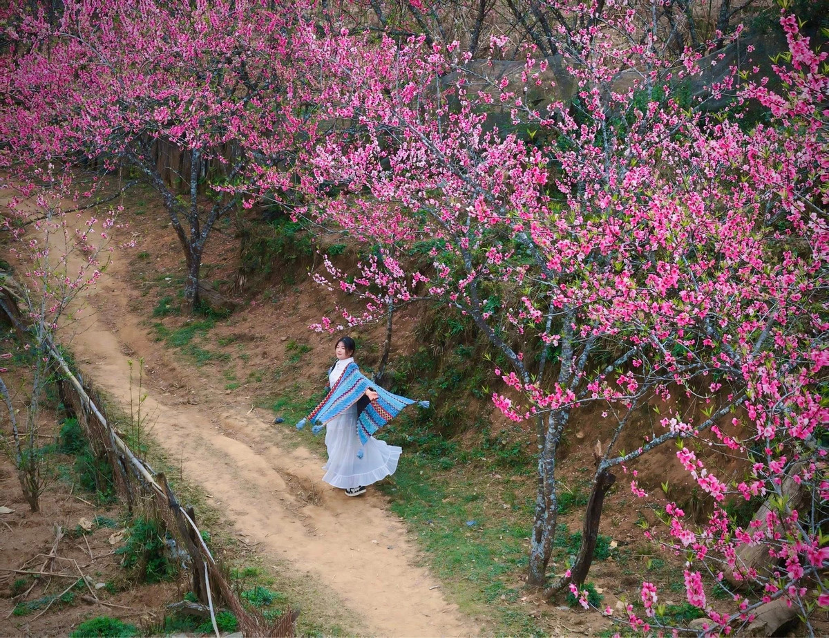 Những ngày đầu năm, khi sương núi còn bảng lảng giăng lối, thung lũng Lùng Cúng hiện lên như một bức tranh thủy mặc điểm sắc hồng. Nằm ở xã Nậm Có, tỉnh Lào Cai, nơi đây được thiên nhiên ưu ái với địa hình cao, khí hậu mát lạnh quanh năm điều kiện lý tưởng để những cây đào rừng sinh trưởng và bung nở rực rỡ mỗi độ xuân sang.