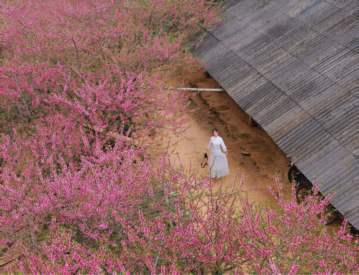 Không chỉ là điểm check-in, Lùng Cúng còn hấp dẫn bởi trải nghiệm du lịch đậm chất bản địa. Đến đây, du khách có thể tản bộ qua những con đường đất nhỏ, ghé thăm nhà dân, cảm nhận không khí xuân len lỏi trong từng nếp sinh hoạt đời thường. Không gian yên tĩnh, thiên nhiên trong lành cùng sắc đào phai dịu nhẹ tạo nên cảm giác thư thái hiếm nơi nào có được.