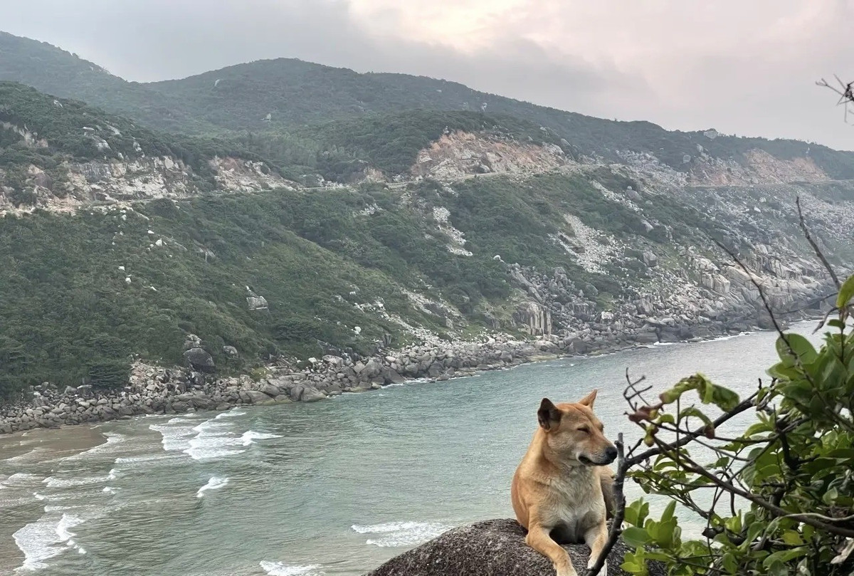 Những ngày gần đây, du khách ghé thăm danh thắng Mũi Điện – Bãi Môn (xã Hòa Xuân, tỉnh Đắk Lắk, trước đây thuộc Phú Yên) không chỉ háo hức chờ đón khoảnh khắc bình minh đầu tiên trên đất liền Việt Nam, mà còn truyền tai nhau câu chuyện thú vị về một “nữ hướng dẫn viên 4 chân” đặc biệt đang gây sốt mạng xã hội. Nhân vật ấy là một chú chó Vàng thông minh, thân thiện, được du khách trìu mến gọi bằng cái tên “bạn chó Vàng”. Ảnh FB Phượt luôn