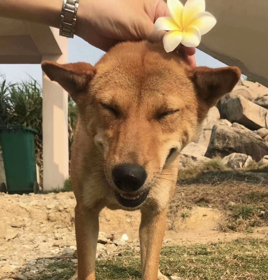 Mũi Điện, còn gọi là mũi Đại Lãnh, là điểm cực Đông nổi tiếng, được xem là nơi đón ánh bình minh đầu tiên trên đất liền Việt Nam. Khu vực này gây ấn tượng với những vách núi dựng đứng, gành đá trầm tích vươn ra biển lớn và bãi cát Bãi Môn trắng mịn ôm lấy làn nước xanh trong. Ảnh FB Phượt luôn