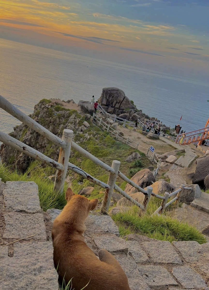 Câu chuyện về “bạn chó Vàng” bắt đầu lan truyền mạnh mẽ sau bài chia sẻ của Quỳnh Ngô, một hướng dẫn viên du lịch đến từ TP Cần Thơ, sau chuyến tham quan cùng nhóm bạn tại Bãi Môn – Mũi Điện. Anh kể rằng khi cả nhóm đang loay hoay tìm lối xuống, một chú chó vàng bất ngờ xuất hiện và đi trước như dẫn đường. Mỗi khi nhóm dừng lại chụp ảnh, chú chó cũng dừng theo và kiên nhẫn chờ đợi. Ảnh FB Phượt luôn