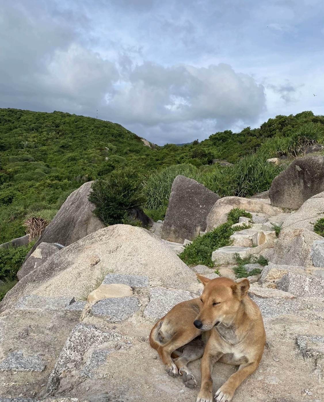 Trên con đường đá men theo sườn núi dẫn lên hải đăng Mũi Điện, nhiều du khách không khỏi bật cười thích thú khi bắt gặp hình ảnh chú chó vàng thoăn thoắt chạy phía trước, thỉnh thoảng ngoái đầu lại chờ khách. Có lúc, chú khẽ sủa như nhắc nhở mọi người cẩn thận ở những đoạn đường dốc, trơn trượt. Sự xuất hiện bất ngờ nhưng gần gũi của “hướng dẫn viên” bốn chân khiến hành trình leo núi vốn khá vất vả trở nên nhẹ nhàng và đáng nhớ hơn. Ảnh FB Phượt luôn