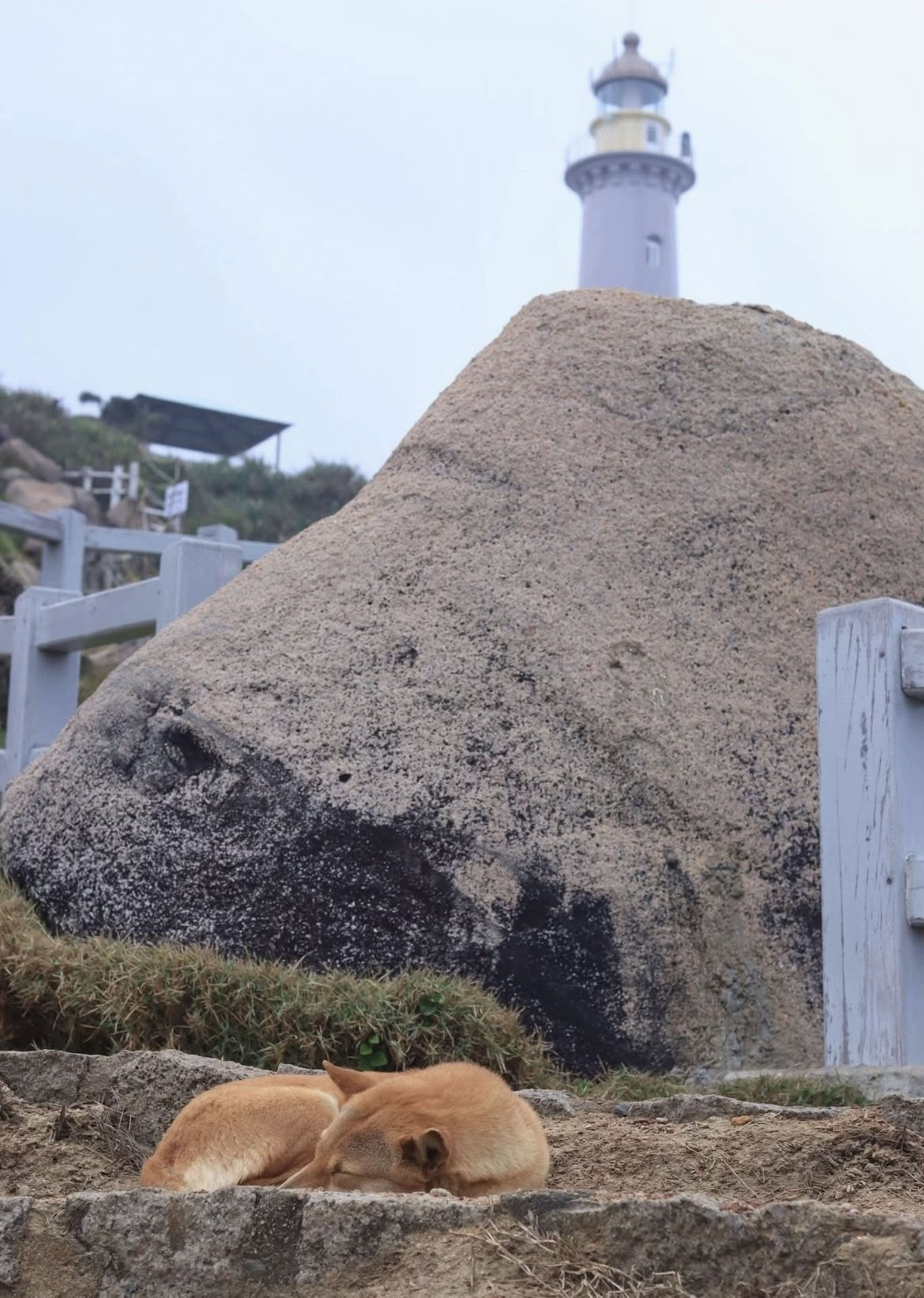 Giữa khung cảnh thiên nhiên hoang sơ ấy, hình ảnh “bạn chó Vàng” lặng lẽ dẫn đường, không đòi hỏi sự đáp trả, đã trở thành một nét chấm phá đặc biệt của Mũi Điện. Với nhiều du khách, chuyến đi không chỉ là hành trình ngắm bình minh, mà còn là cuộc gặp gỡ đáng nhớ với một “hướng dẫn viên” bốn chân hiền lành, trung thành và đầy tình cảm giữa núi rừng miền biển. Ảnh FB Phượt luôn
