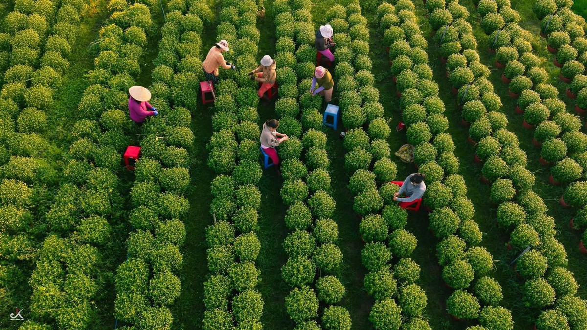 Thời điểm giáp Tết được xem là lúc làng hoa khoe trọn vẻ đẹp. Hoa chưa nở rộ hoàn toàn nhưng đã vào độ sung sức, tán tròn đều, màu lá tươi non. Chính sự “chờ nở” ấy lại mang đến nét cuốn hút riêng, báo hiệu mùa xuân đang đến rất gần.