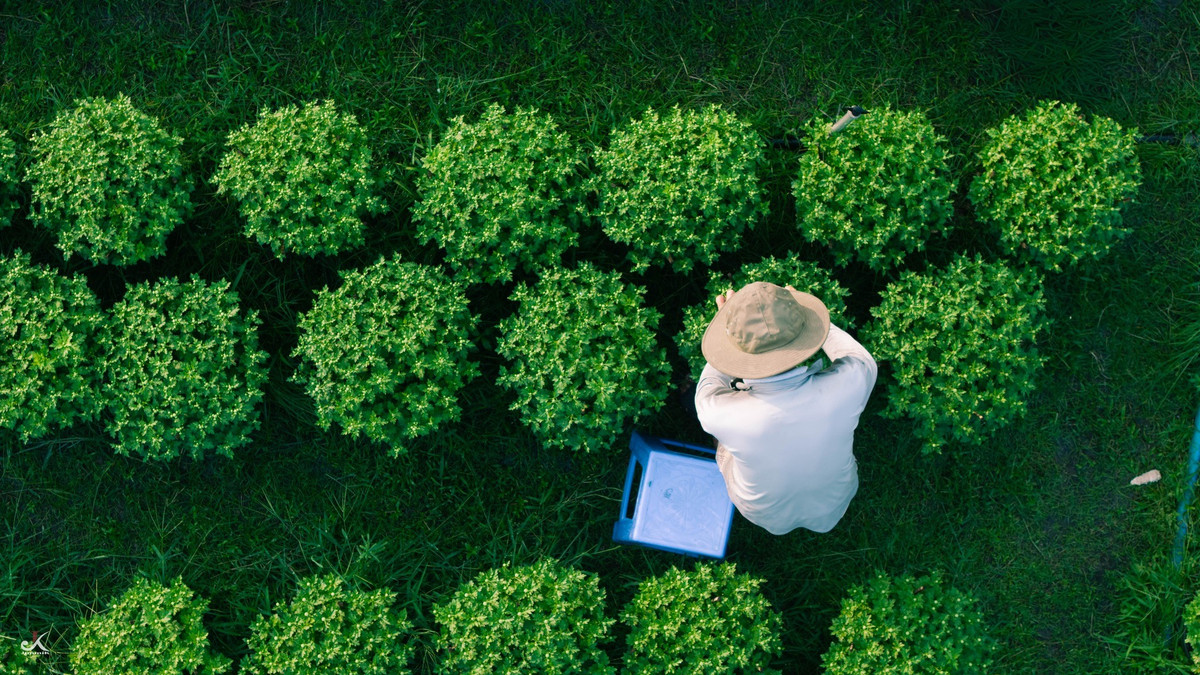 Với du khách, việc ghé thăm làng hoa cũng là cách để hiểu thêm về một lát cắt đời sống nông thôn Tây Ninh – nơi nghề trồng hoa âm thầm góp phần tạo nên sắc xuân cho nhiều vùng miền.