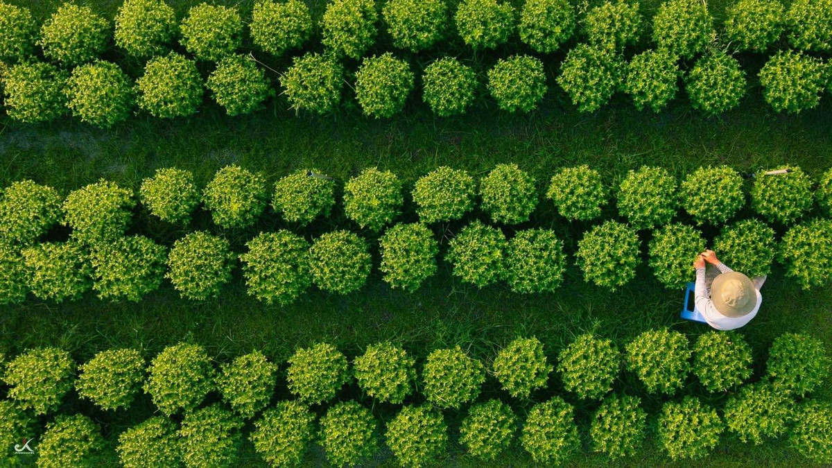 Không khí tại làng hoa những ngày này rộn ràng theo cách rất riêng. Không có tiếng máy móc ồn ào, chỉ có tiếng nước tưới xì xào, tiếng kéo tỉa cành lách tách và những câu chuyện trao đổi ngắn giữa các hộ trồng hoa.