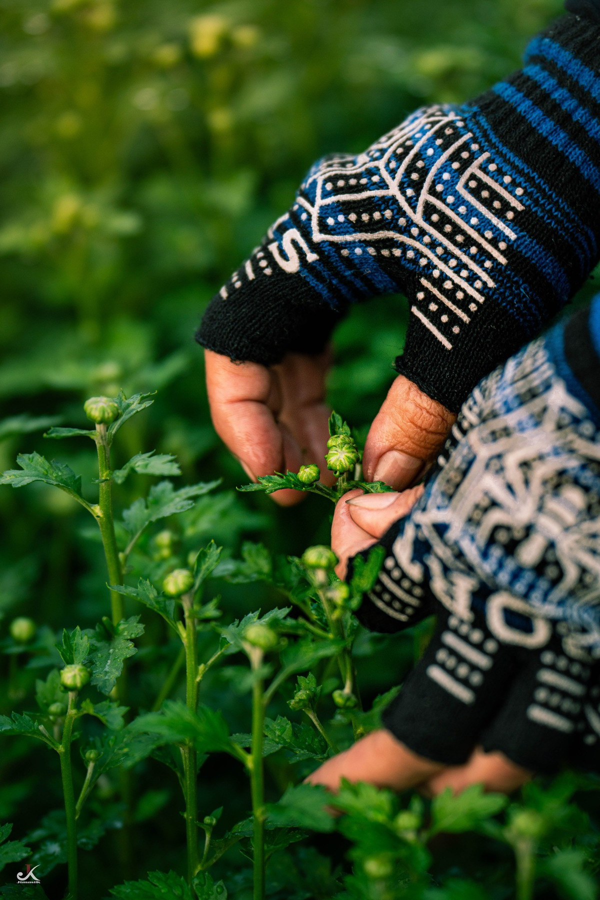 Khi những chậu hoa rời vườn, theo xe về phố thị, mùa xuân cũng bắt đầu lan tỏa. Nhưng tại An Cơ, mùa xuân đến sớm hơn, từ những ngày giáp Tết, khi người trồng hoa vẫn miệt mài giữa luống xanh, gửi gắm hy vọng vào từng nụ hoa.