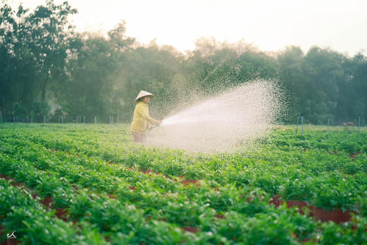 Dạo bước giữa các luống hoa, du khách dễ dàng bắt gặp những góc chụp ảnh mộc mạc nhưng giàu tính thẩm mỹ. Ánh nắng sớm hoặc chiều muộn phủ lên vườn hoa tạo nên gam màu dịu nhẹ, làm nổi bật vẻ đẹp tự nhiên của làng nghề. Không cần tiểu cảnh cầu kỳ, chính sự chân thực trong đời sống lao động đã trở thành “chất liệu du lịch” đặc biệt của An Cơ.