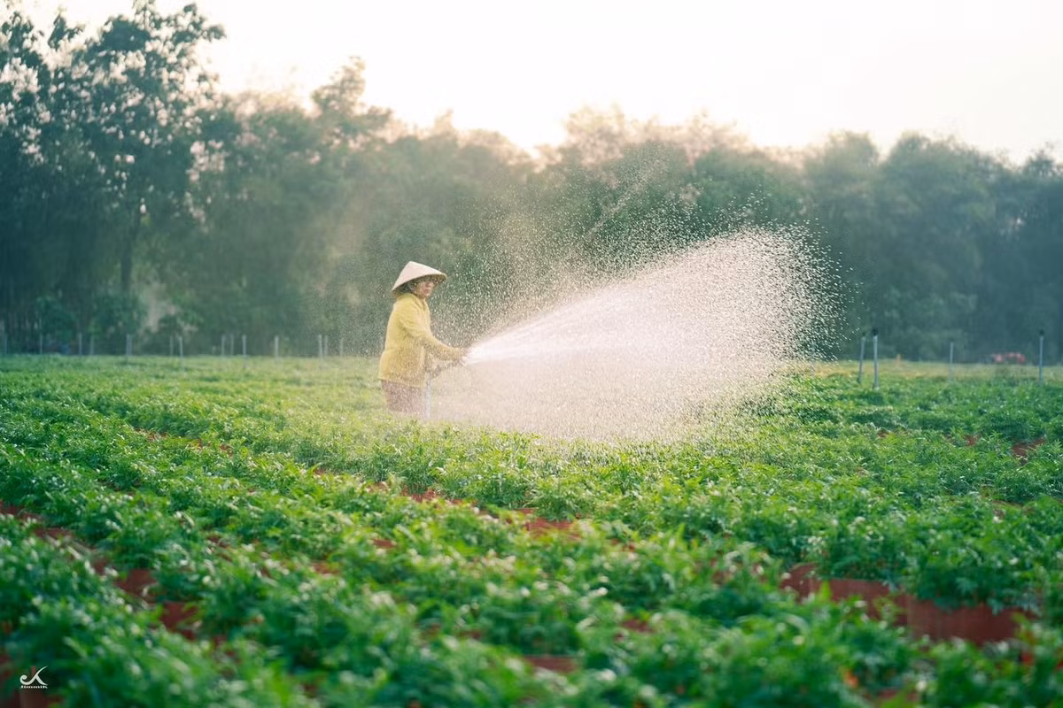 Dạo bước giữa các luống hoa, du khách dễ dàng bắt gặp những góc chụp ảnh mộc mạc nhưng giàu tính thẩm mỹ. Ánh nắng sớm hoặc chiều muộn phủ lên vườn hoa tạo nên gam màu dịu nhẹ, làm nổi bật vẻ đẹp tự nhiên của làng nghề. Không cần tiểu cảnh cầu kỳ, chính sự chân thực trong đời sống lao động đã trở thành “chất liệu du lịch” đặc biệt của An Cơ.