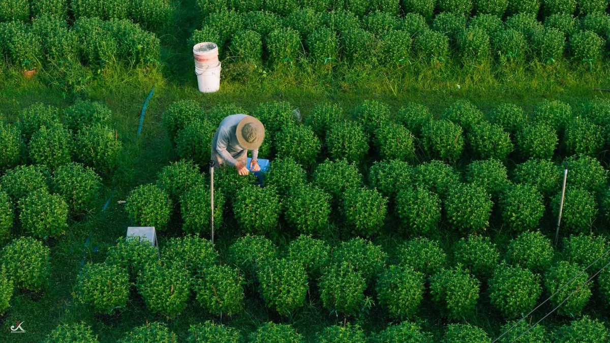 Giữa các luống hoa, người dân ngồi trên những chiếc ghế nhựa thấp, tỉ mẩn chỉnh từng tán, ngắt từng nụ non. Công việc lặp đi lặp lại suốt nhiều giờ nhưng đòi hỏi sự kiên nhẫn và kinh nghiệm, bởi chỉ cần hoa nở sớm hoặc trễ vài ngày cũng có thể ảnh hưởng đến chất lượng khi xuất vườn.