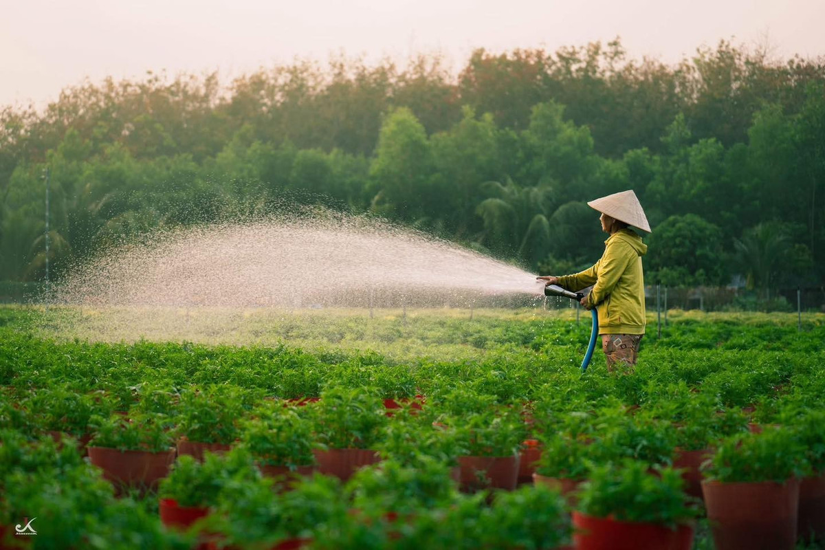 Không chỉ là nơi sản xuất hoa Tết, làng hoa An Cơ ngày càng trở thành điểm đến được nhiều người tìm về vào dịp cuối năm. Không gian thoáng đãng, mảng xanh trải dài cùng nhịp sống chậm rãi khiến nơi đây phù hợp cho những chuyến đi ngắn, đổi gió trước thềm năm mới.