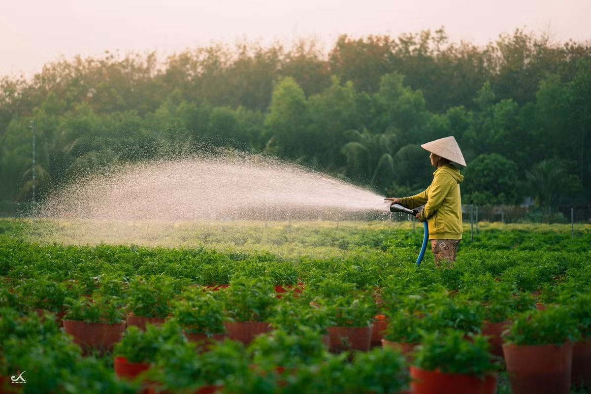 Không chỉ là nơi sản xuất hoa Tết, làng hoa An Cơ ngày càng trở thành điểm đến được nhiều người tìm về vào dịp cuối năm. Không gian thoáng đãng, mảng xanh trải dài cùng nhịp sống chậm rãi khiến nơi đây phù hợp cho những chuyến đi ngắn, đổi gió trước thềm năm mới.