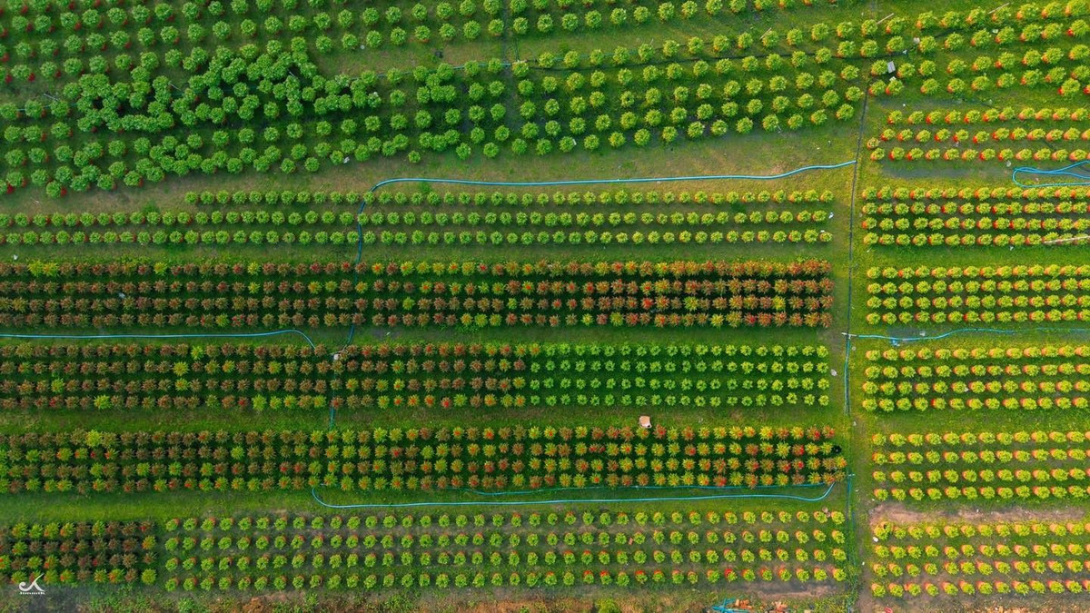 Nhìn từ trên cao, làng hoa An Cơ hiện ra như một tấm thảm xanh khổng lồ được sắp đặt ngay ngắn. Hàng nghìn chậu hoa tròn đều xếp thành từng luống thẳng tắp, kéo dài đến tận cuối vườn. Xen giữa những mảng xanh là lối đi nhỏ, hệ thống tưới nước và dáng người nông dân cần mẫn chăm hoa.