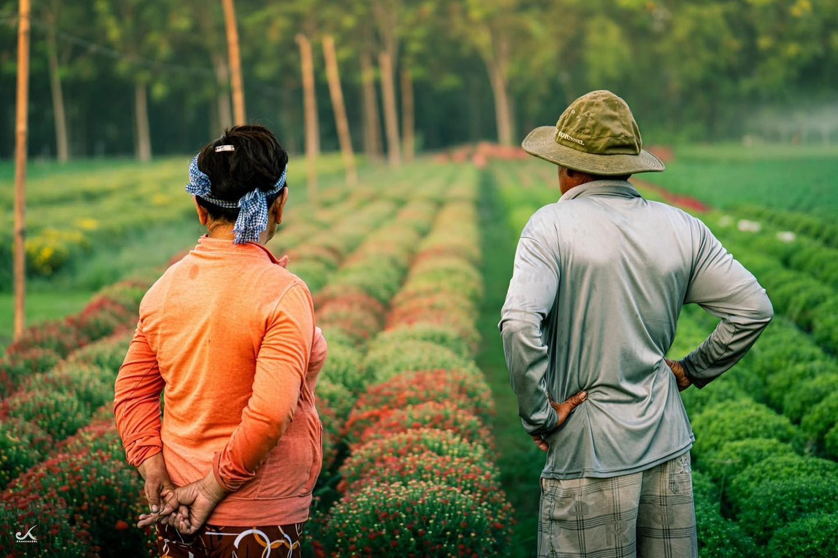 Đối với người dân địa phương, vụ hoa Tết mang ý nghĩa quan trọng nhất trong năm. Đây là thời điểm quyết định phần lớn thu nhập, đồng thời cũng là dịp để khẳng định uy tín, tay nghề của từng hộ trồng hoa. Bên cạnh áp lực chi phí và thời tiết, nhiều gia đình vẫn gắn bó với nghề như một phần máu thịt. Những luống hoa không chỉ là sản phẩm kinh tế mà còn là thành quả của kinh nghiệm truyền đời, của sự bền bỉ qua nhiều mùa vụ.