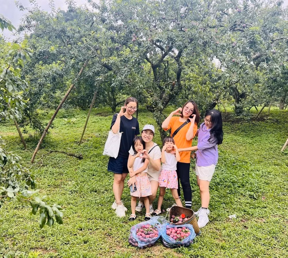 Mộc Châu (Sơn La) là điểm đến lý tưởng cho gia đình có trẻ nhỏ nhờ khí hậu mát mẻ, cảnh quan xanh mát và trải nghiệm nông trại gần gũi. Trẻ có thể tham quan nông trại bò sữa, hái mận theo mùa, cưỡi ngựa quanh bản làng và tìm hiểu đời sống người dân tộc. Chuyến đi 2–3 ngày có chi phí khoảng 4–6 triệu đồng cho gia đình 4 người. Ảnh TN