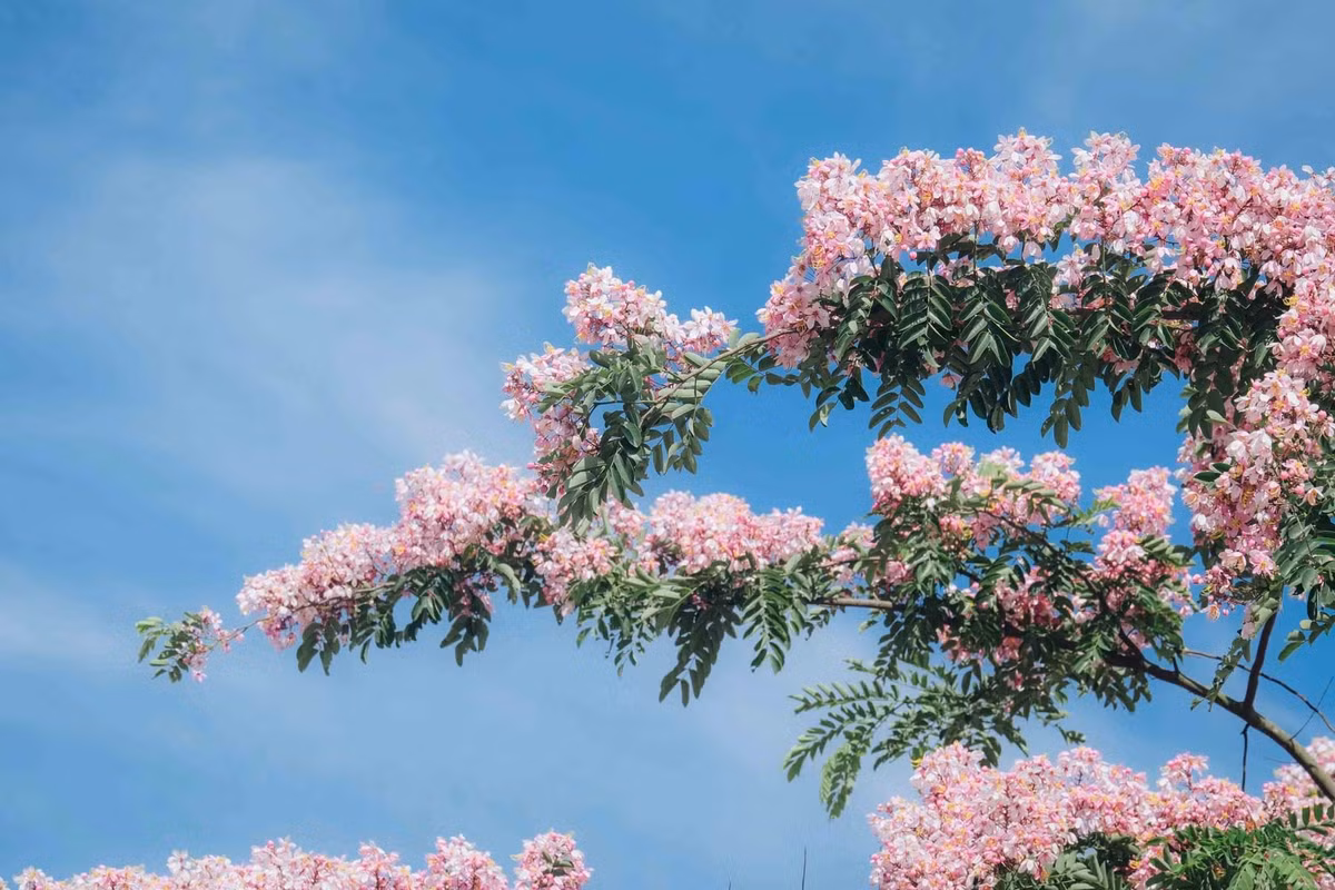 Mỗi chùm hoa muồng dài từ 20 đến 30 cm, kết thành từng bó lớn, nổi bật giữa tán lá xanh.