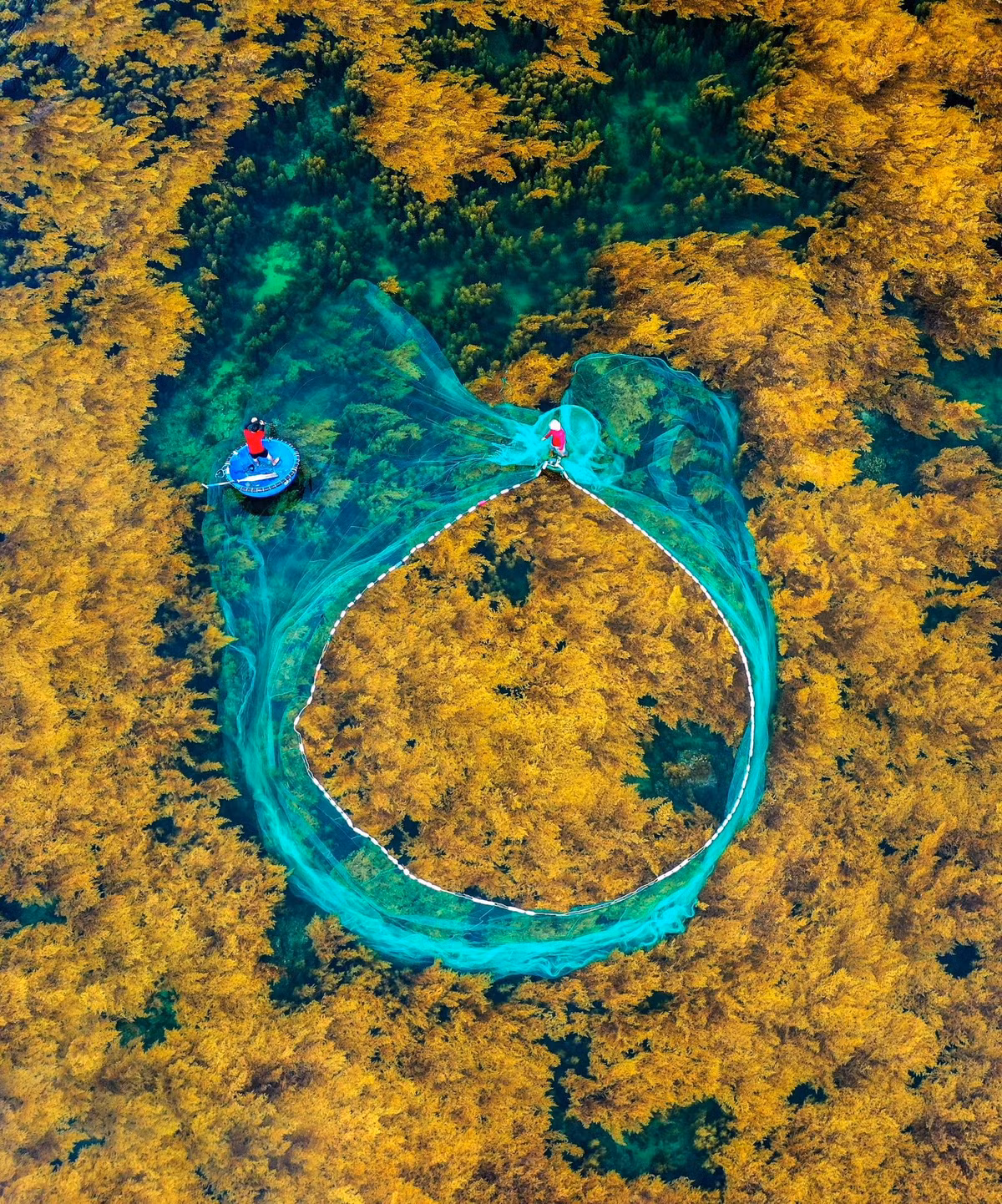 Ngoài rong mơ, Nhơn Hải còn hấp dẫn bởi hệ sinh thái biển phong phú, nhiều rạn san hô gần bờ, thích hợp để lặn ngắm và chụp ảnh dưới nước. Các món hải sản tại đây đều tươi ngon, giá phải chăng. Một số đặc sản không nên bỏ lỡ gồm cháo nhum, hàu nướng mỡ hành, bánh xèo mực mini, gỏi cá trích và mực hấp gừng – những món ăn vừa dân dã vừa đậm chất vùng duyên hải miền Trung. Ảnh Hoàng Lợi