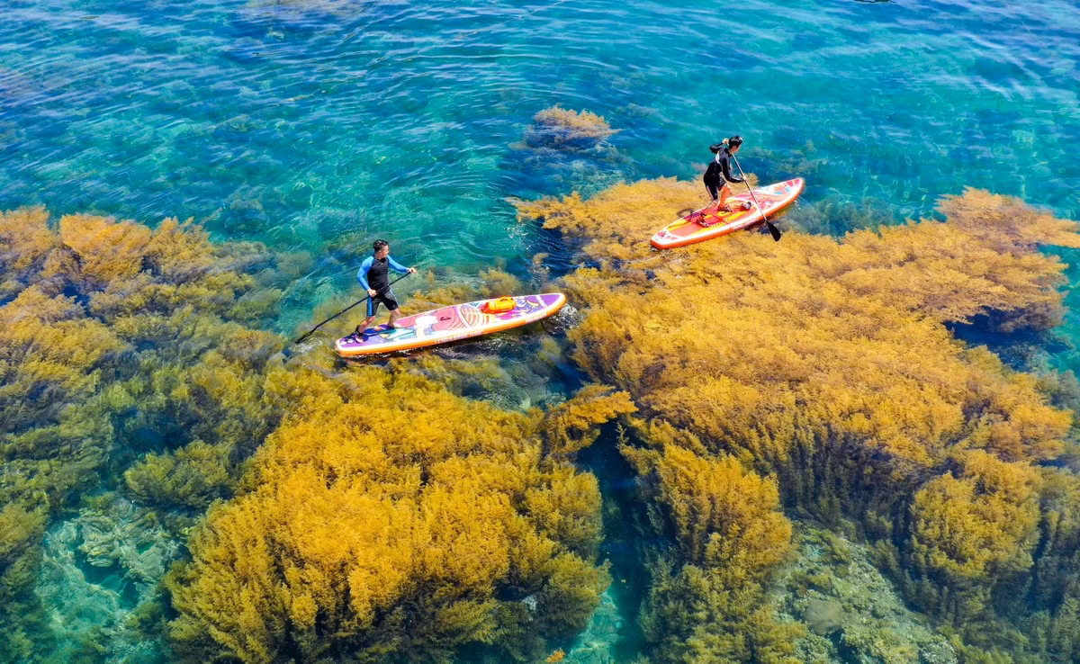 Vào sáng sớm hoặc cuối buổi chiều, khi nước rút sâu và nắng nghiêng dịu nhẹ, toàn bộ thảm rong lộ ra như một “cánh đồng dưới nước” vàng óng ánh, đung đưa theo từng đợt sóng. Hiện tượng này chỉ kéo dài trong khoảng hai tháng và thay đổi tùy theo lịch thủy triều, vì thế không phải ai đến Nhơn Hải cũng may mắn được chiêm ngưỡng trọn vẹn. Ảnh Internet