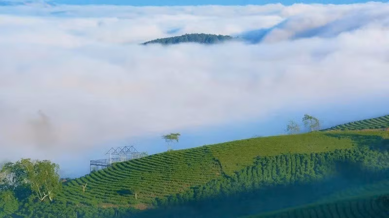 Khoảnh khắc mặt trời nhô lên khỏi đường chân trời cũng là lúc màu sắc thay đổi rõ rệt. Ánh sáng đầu tiên dịu nhẹ trải xuống những luống chè còn đọng sương, tạo nên lớp vàng nhạt mỏng như phủ lên từng tán lá. Ành samtenhills