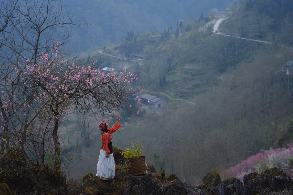 Ở độ cao khoảng 1.800 m so với mực nước biển, khí hậu Tùng Vài quanh năm mát mẻ, mùa đông thường kéo dài hơn so với nhiều khu vực khác. Chính điều kiện khí hậu đặc trưng này khiến hoa đào tại Tùng Vài nở muộn, thường kéo dài sang cuối tháng 2 và đầu tháng 3. Đây cũng là thời điểm nhiều du khách tìm đến vùng biên để “săn” hoa, khi mùa đào ở nhiều nơi khác đã dần tàn.