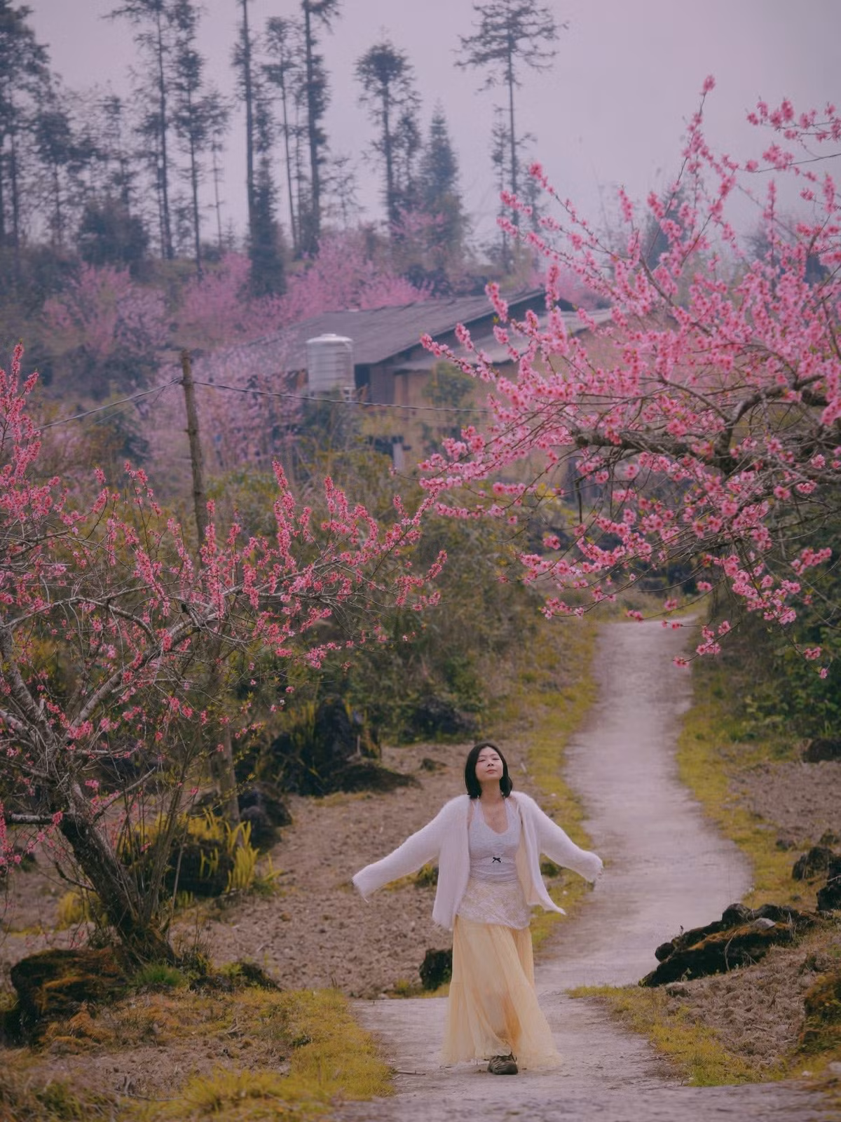 Dọc theo những con đường nhỏ uốn lượn quanh sườn núi, từng cây đào cổ thụ bung nở sắc hồng dịu dàng. Trong làn sương mỏng buổi sớm, sắc hoa hòa cùng màu xanh của núi rừng và những lớp núi trập trùng phía xa tạo nên khung cảnh nên thơ hiếm có.