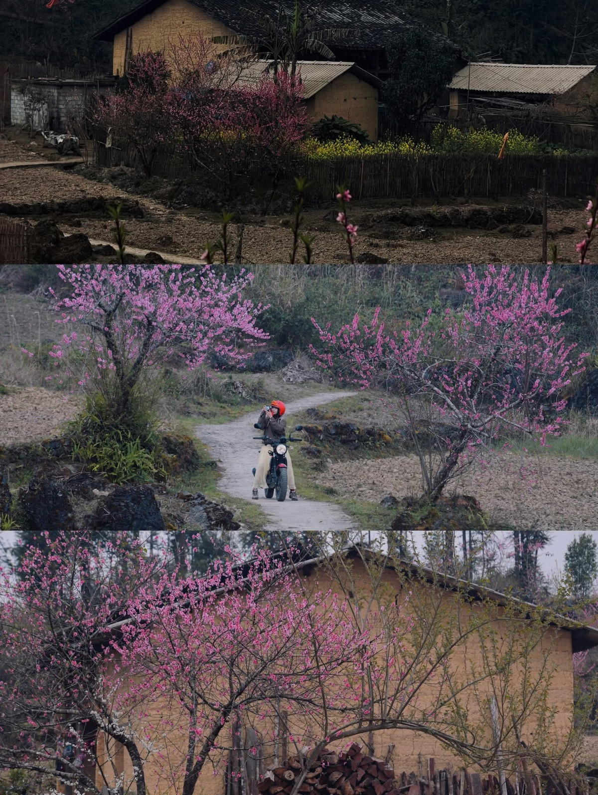 Bên cạnh các tour trọn gói, nhiều du khách lựa chọn du lịch tự túc để có thêm thời gian khám phá Tùng Vài, trải nghiệm cuộc sống của người dân địa phương và tận hưởng trọn vẹn mùa hoa.