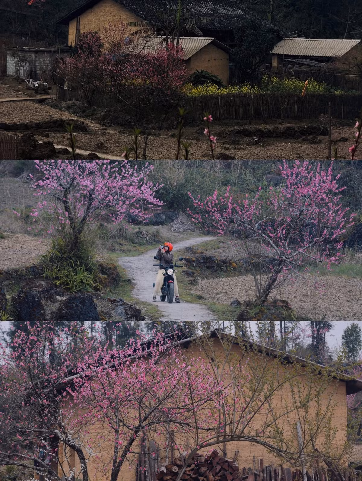 Bên cạnh các tour trọn gói, nhiều du khách lựa chọn du lịch tự túc để có thêm thời gian khám phá Tùng Vài, trải nghiệm cuộc sống của người dân địa phương và tận hưởng trọn vẹn mùa hoa.