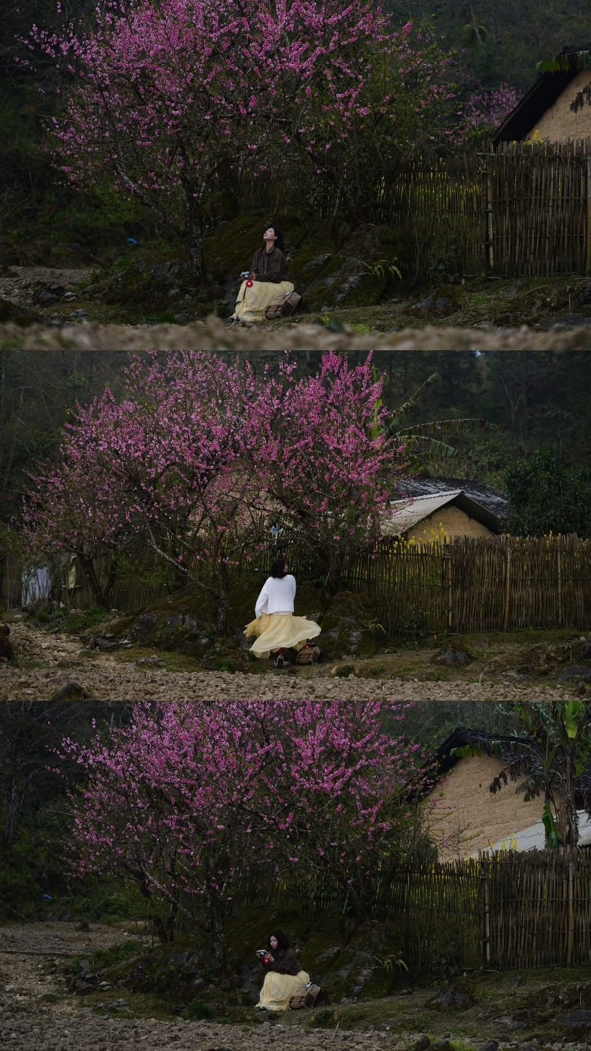 Không quá đông đúc hay ồn ào, Tùng Vài vẫn giữ được vẻ nguyên sơ và tĩnh lặng của một vùng biên giới. Chính sự mộc mạc ấy đã khiến nơi đây trở thành điểm đến lý tưởng cho những ai muốn tìm về thiên nhiên, tận hưởng một mùa xuân chậm rãi giữa núi rừng Đông Bắc.