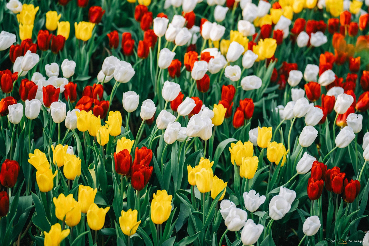 Đây là khoảng thời gian lý tưởng để du khách kết hợp du xuân, vãn cảnh chùa và chiêm ngưỡng vẻ đẹp hiếm có của tulip giữa miền nhiệt đới. Ảnh Triều Potoraphy